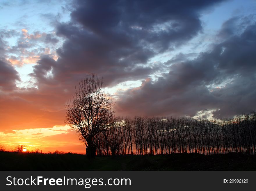 A trees at sunset with a sky full of clouds