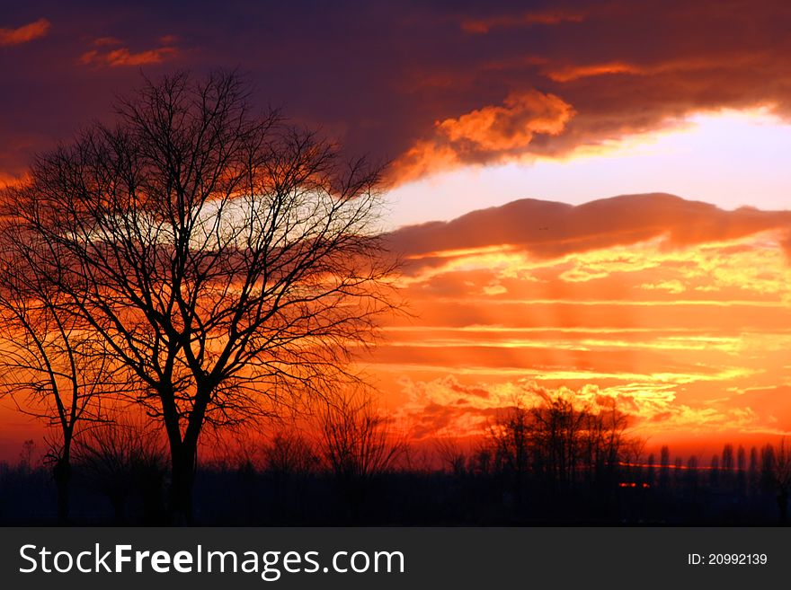 A trees at sunset with a sky full of clouds. A trees at sunset with a sky full of clouds