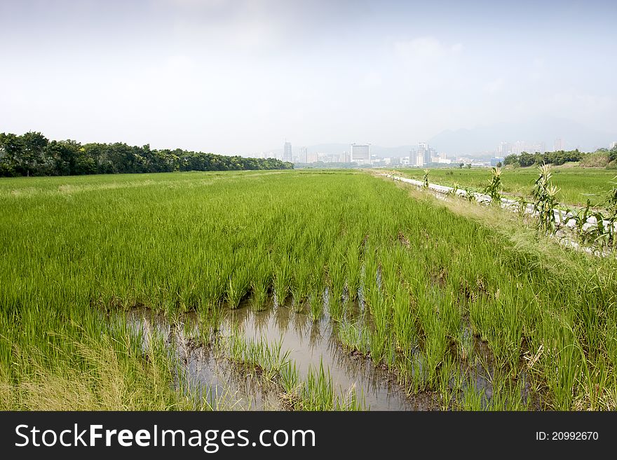 A broad view of rice farm in taipei