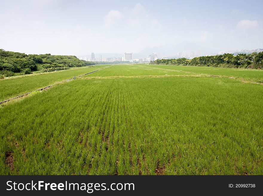 A broad view of rice farm in taipei