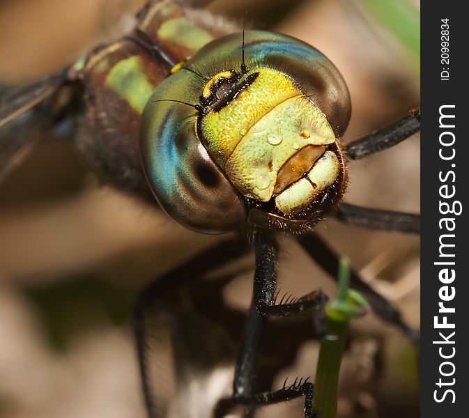 Very close macro of a colorful dragonfly.