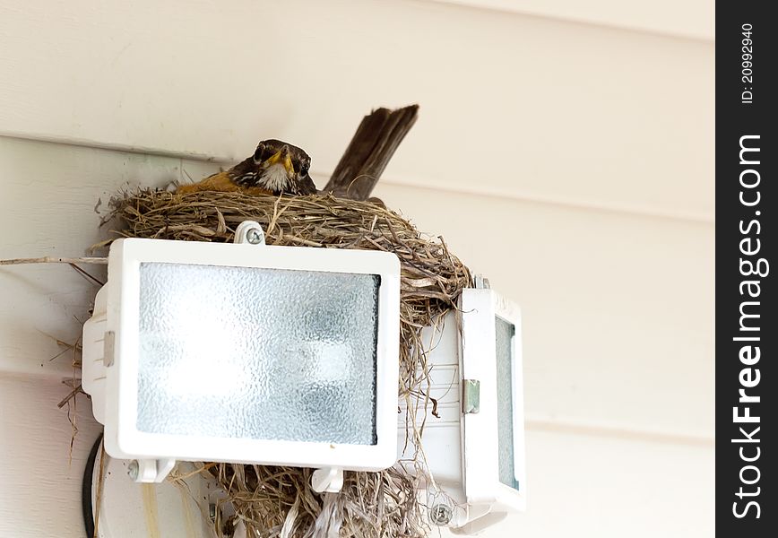 Mother robin sits on the nest above the garage lights