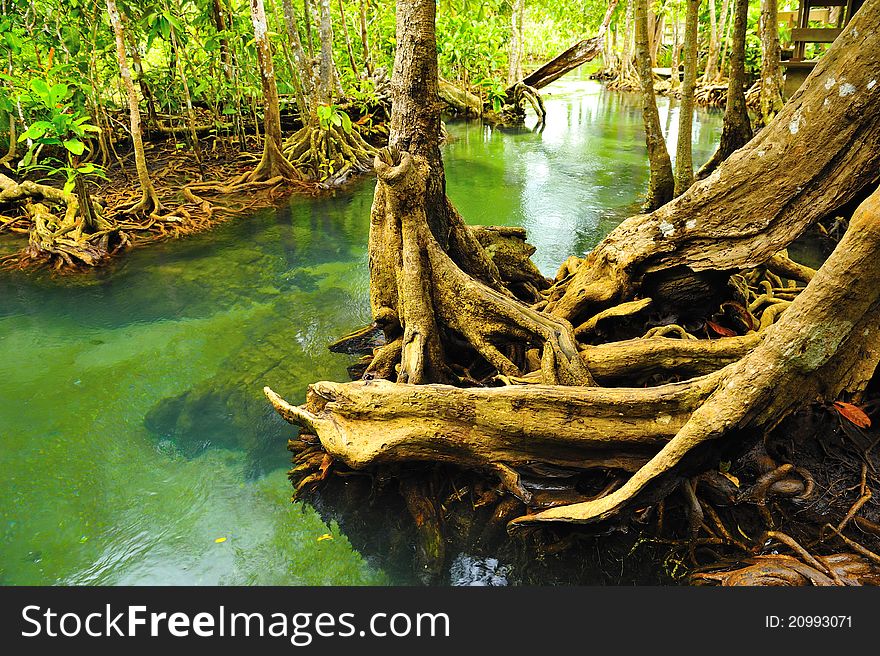 Root of water plant, Klong song nam, Krabi, Thailand