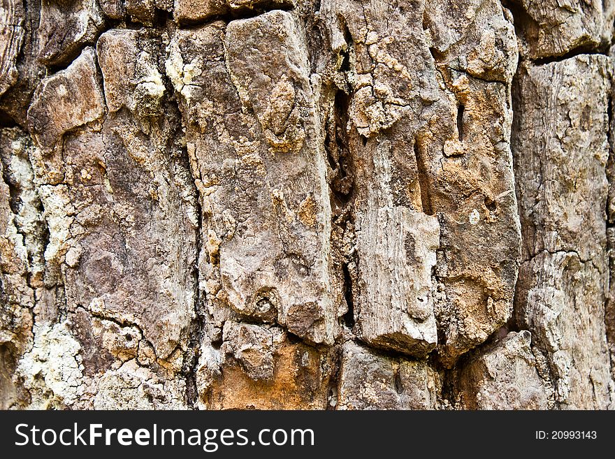 Close up old tree bark texture