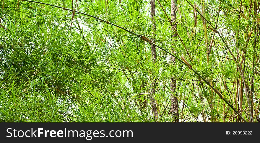 The verdure bamboo leaves,stems and trunk background.