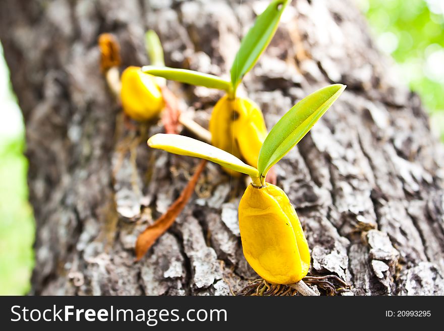 Orchid growing on tree in the forest
