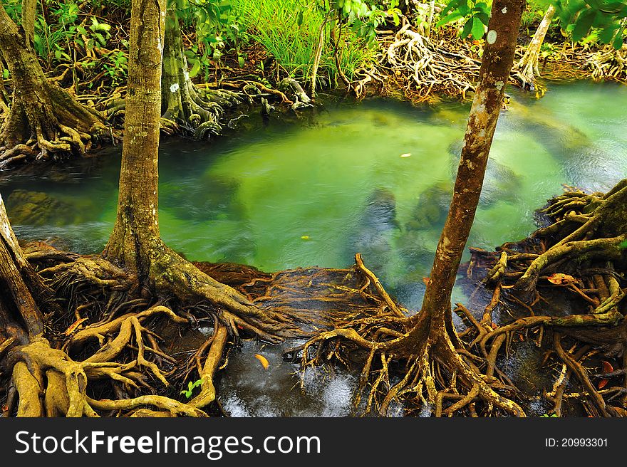 Root of water plant, Klong song nam, Krabi, Thailand