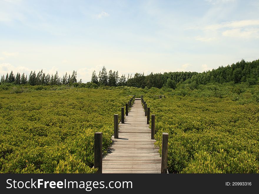 Wood bridge way in the mangrove