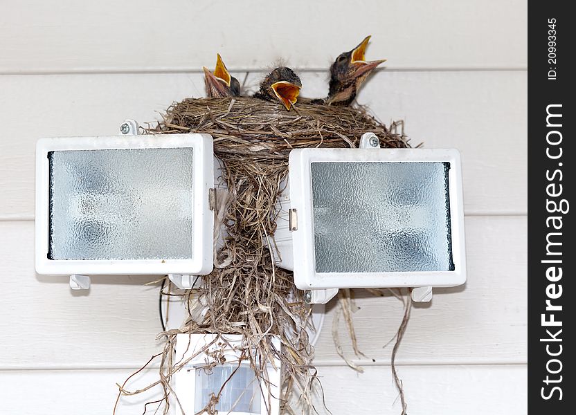 Baby robins waiting for their mother to return with food