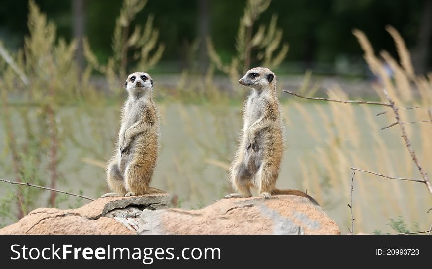 The meerkat or suricate (Suricata, suricatta), a small mammal, is a member of the mongoose family