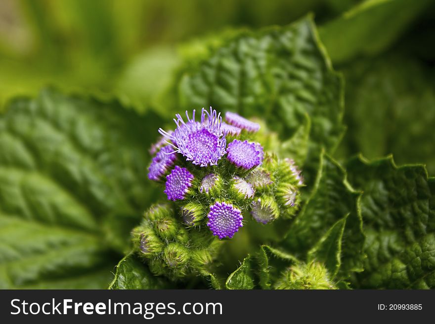 Purple Flowers With Green Leaves