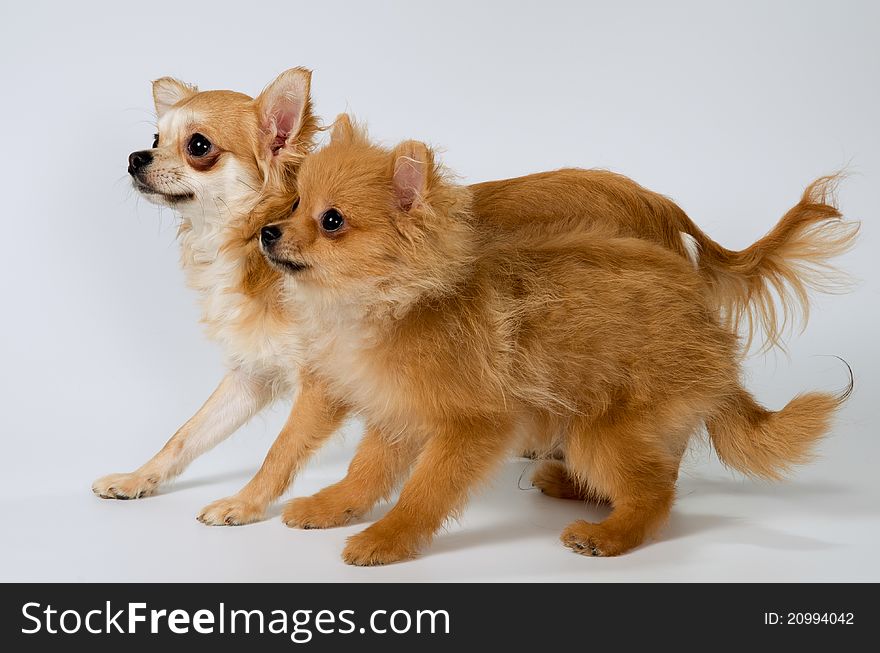 Two puppies in studio on a neutral background