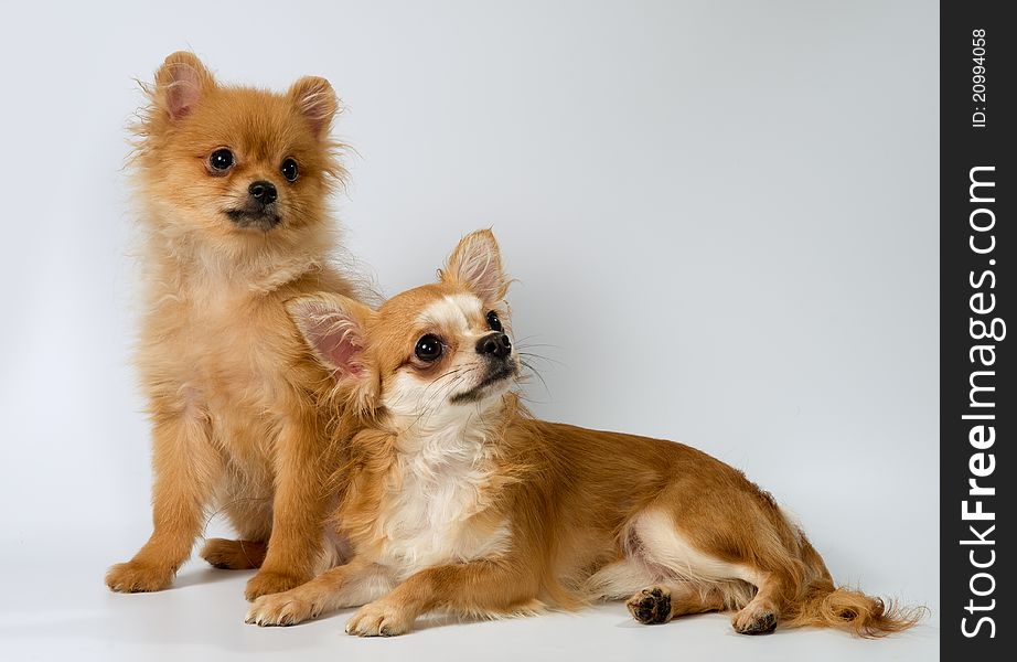 Two puppies in studio on a neutral background