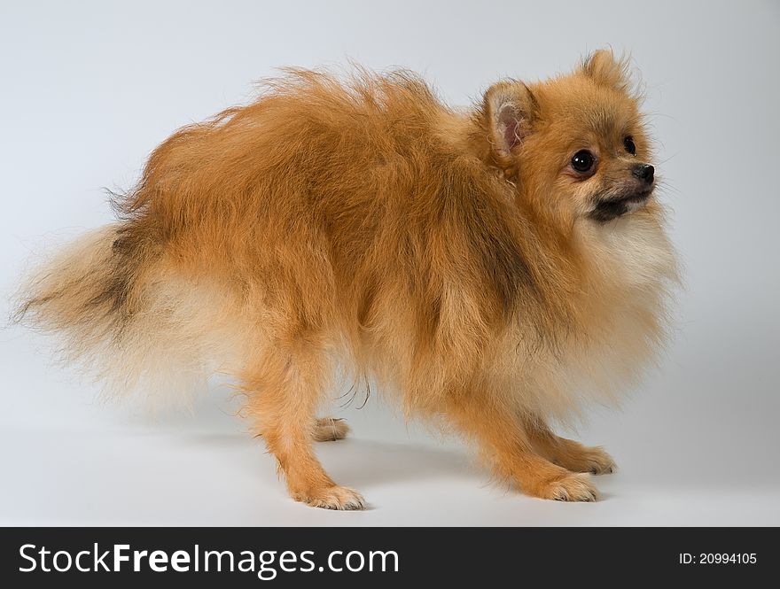 Puppy of breed a Pomeranian spitz-dog in studio