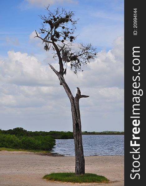 Tree on the coast of the Gulf of Mexico. Tree on the coast of the Gulf of Mexico