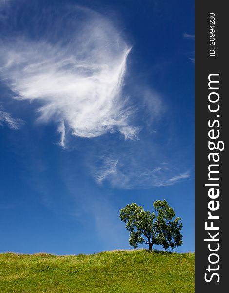 Lonely tree against the background of a beautiful blue sky