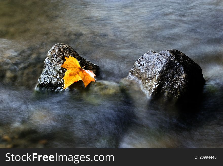 Autumn leaf lying on a rock in the creek. Autumn leaf lying on a rock in the creek