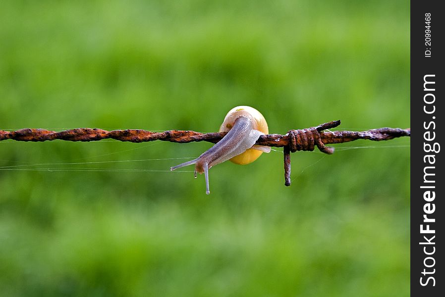 Snail crawl on barbed wire. Snail crawl on barbed wire