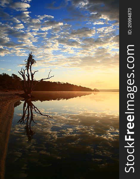 Tree on still lake