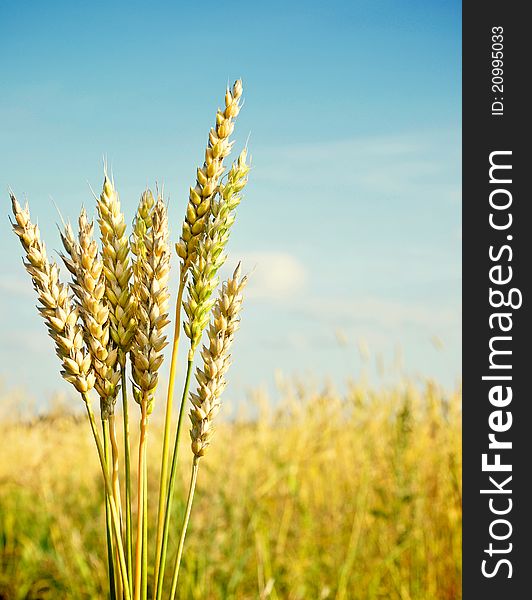 Gold ears of wheat under sky. soft focus on field
