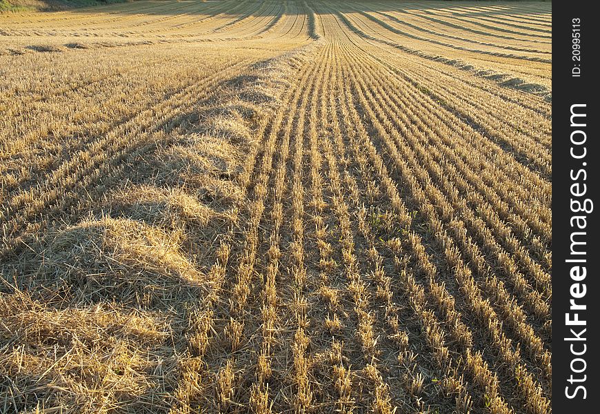 Lands of cereal freshly harvested in the province of palencia, Spain