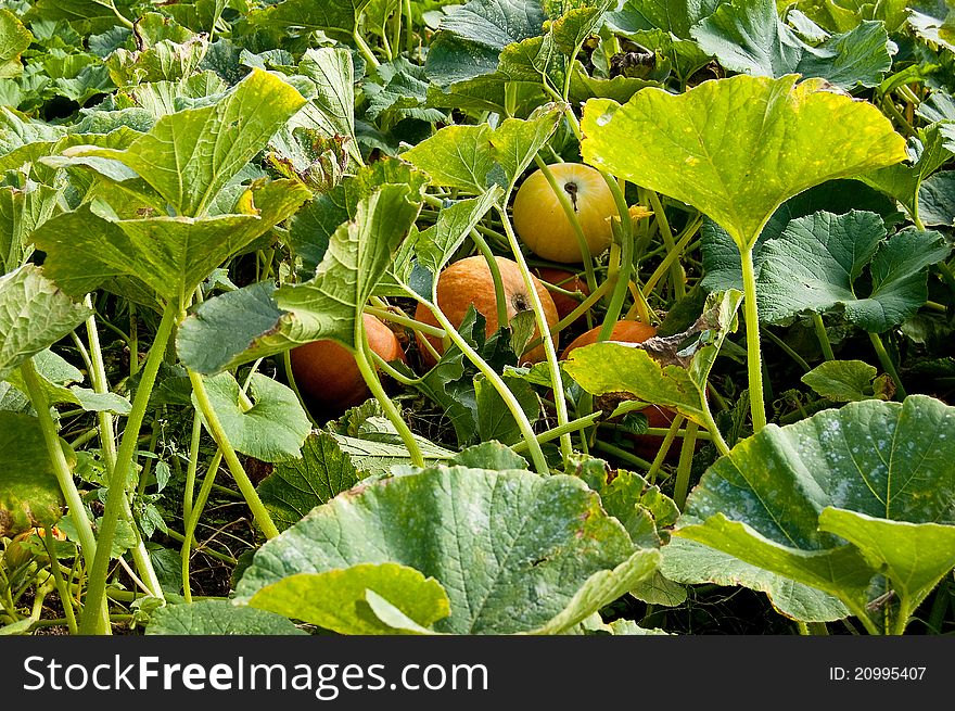 A view of a small pumpkin, still on the vine in the garden, ready for harvest. A view of a small pumpkin, still on the vine in the garden, ready for harvest.