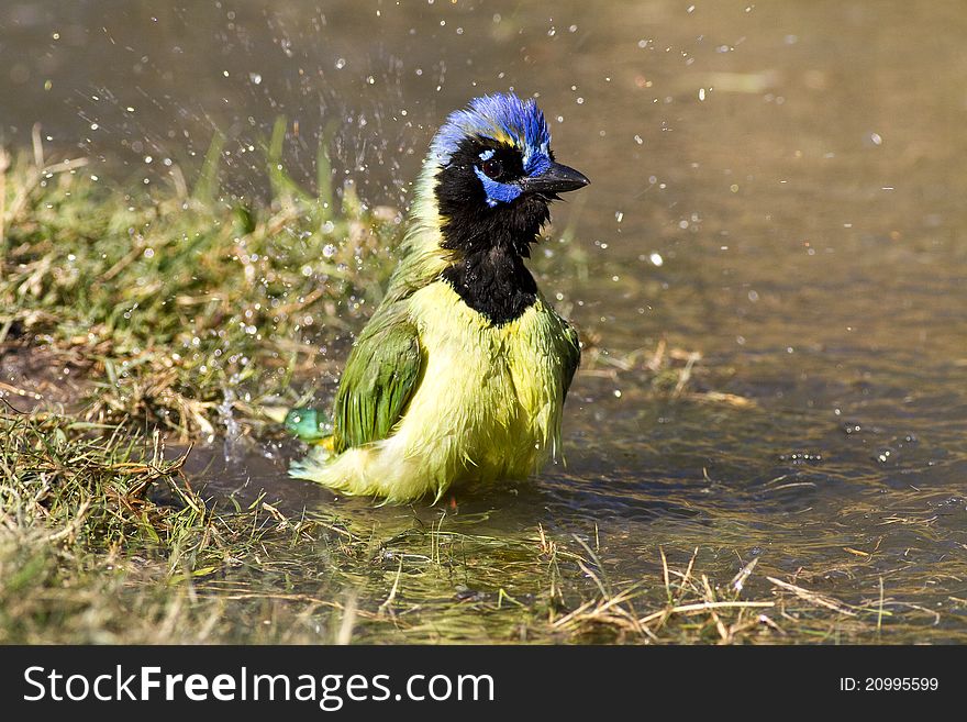 A green jay bathing in a pond. Green jays are found in southern Texas and Mexico. A green jay bathing in a pond. Green jays are found in southern Texas and Mexico.