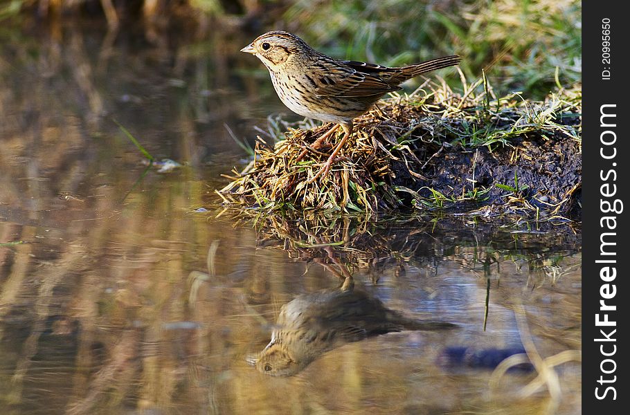 Lincoln S Sparrow At Water