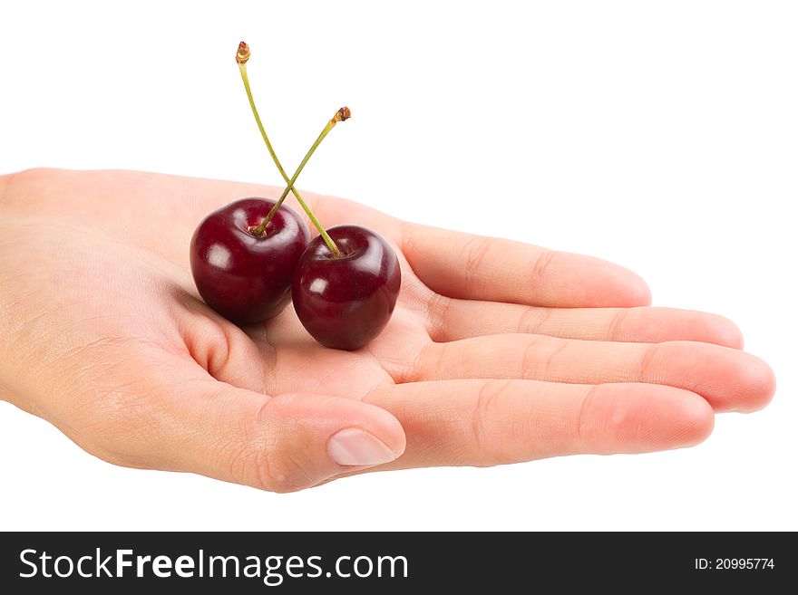 Red ripe cherries in the hand over white background