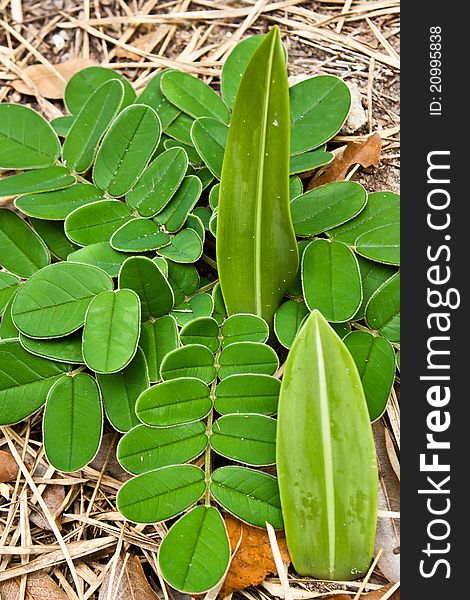 Small plant grown from earth in the forest