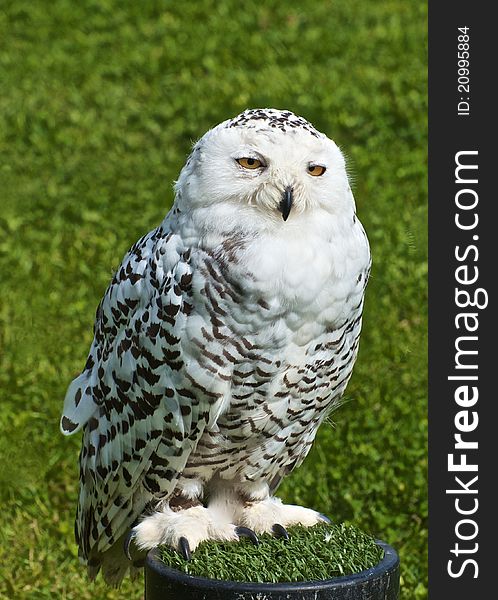 Large, female Snowy owl with black markings which distinguish her from the male.