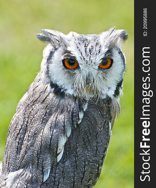 Tiny Scops owl with distinctive ears and large orange eyes