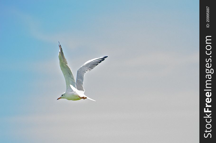 Common gull (Seagull) flying high against blue sky. Common gull (Seagull) flying high against blue sky