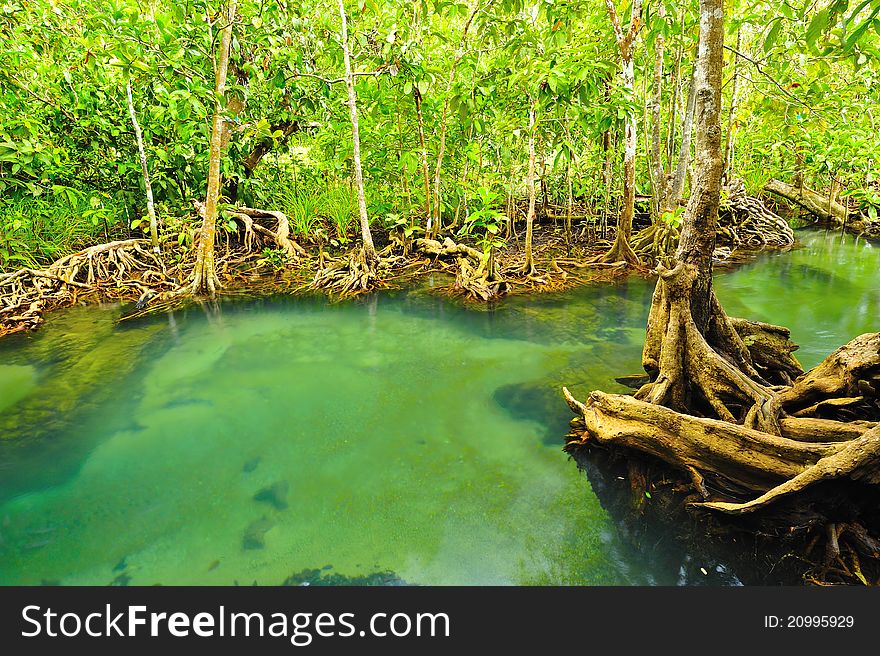 Root of water plant, Tapom, Krabi, Thailand