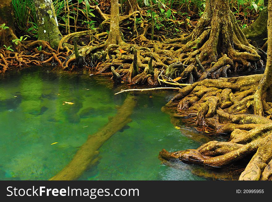 Root of water plant, Tapom, Krabi, Thailand