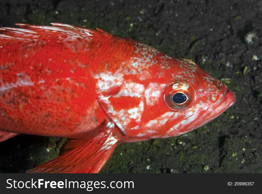 A vermillion rock fish near the bottom of Puget Sound