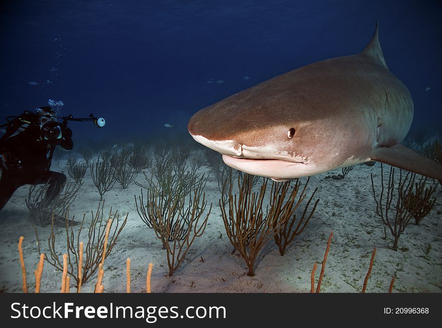 A large tiger shark swims past an underwater photographer