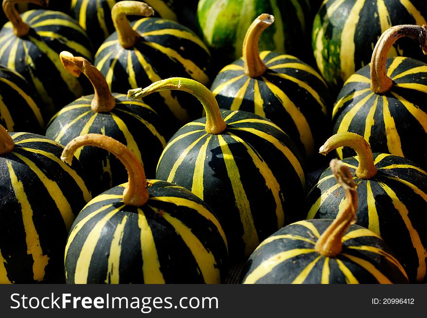 Green-yellow small stripy gourds close-up background