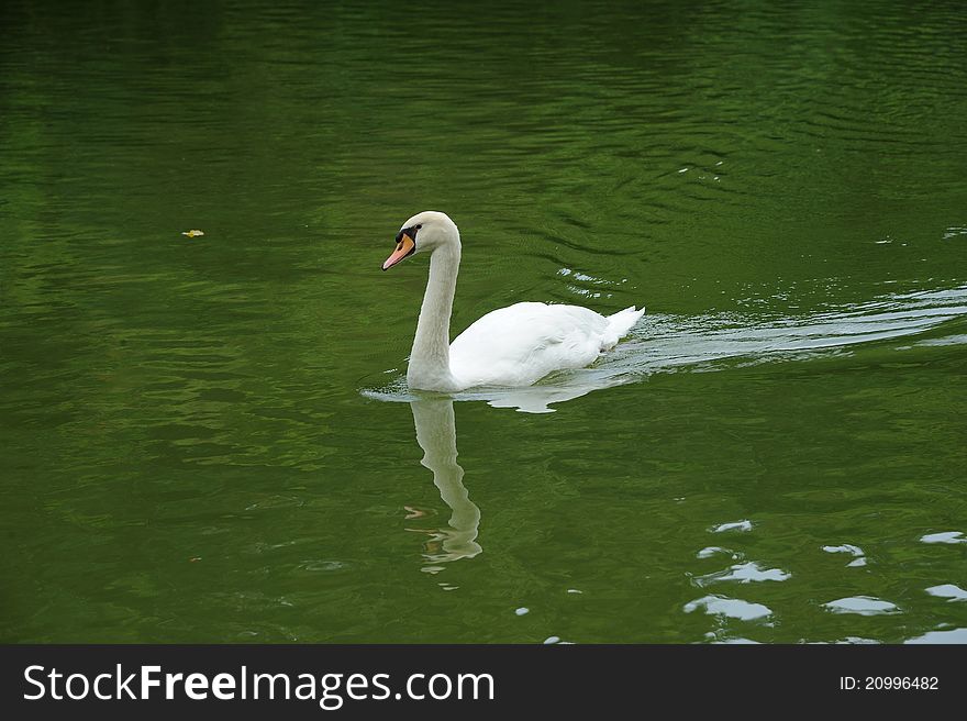 Swan on a lake at Singapore Botanic Garden