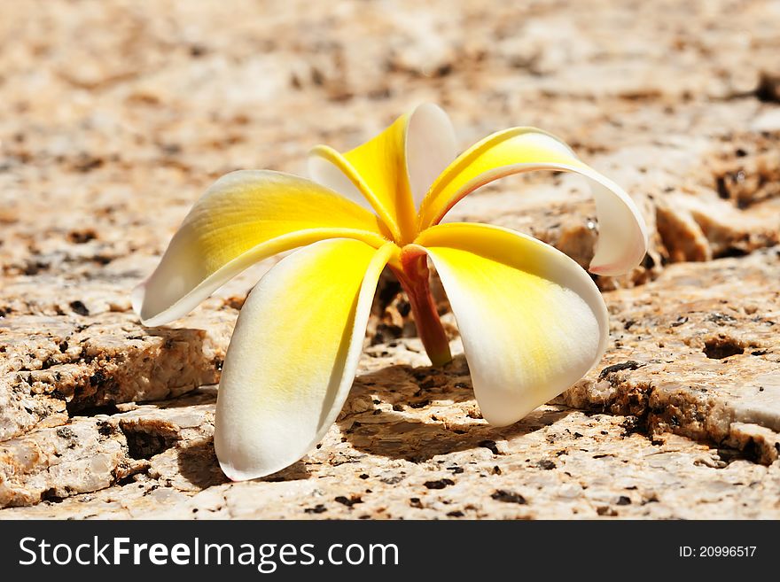 Beautiful white plumeria on stone