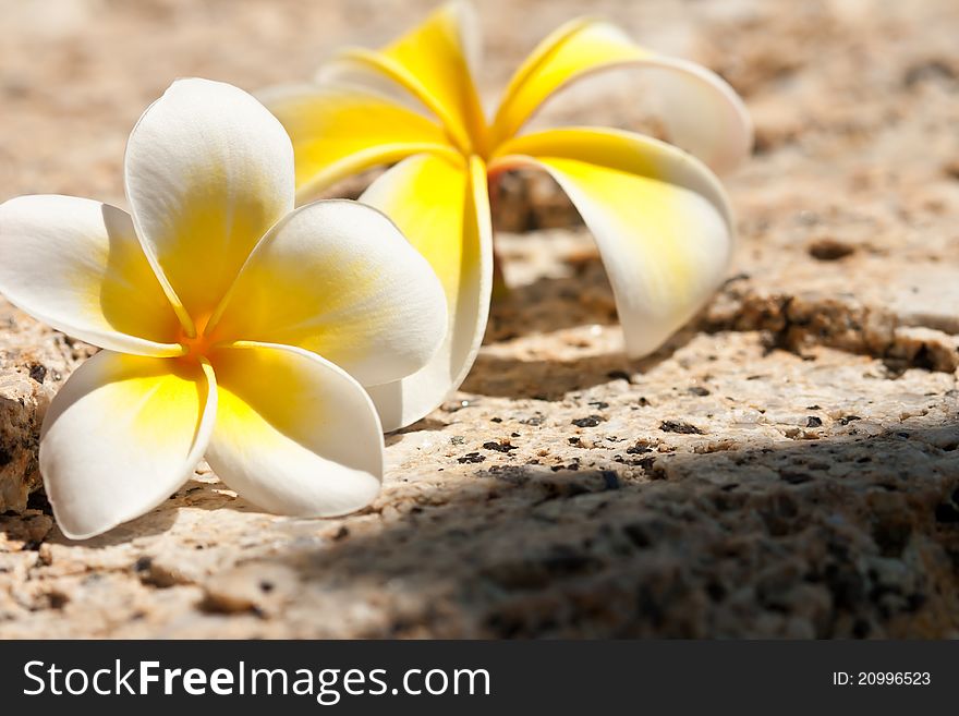 Beautiful white plumeria on stone