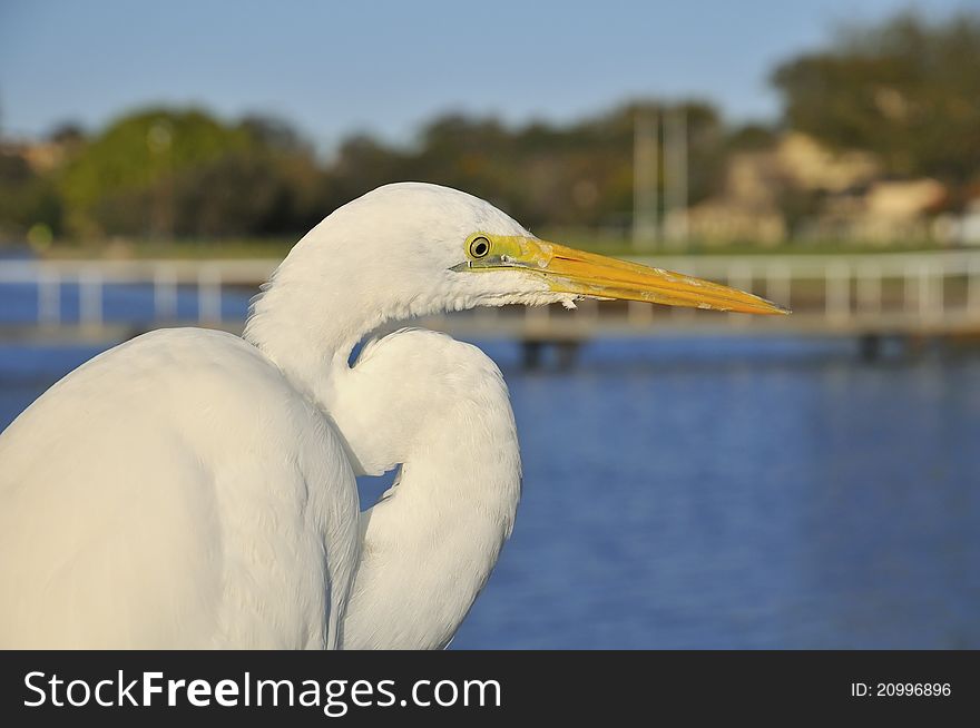 Portrait Of Great Egret