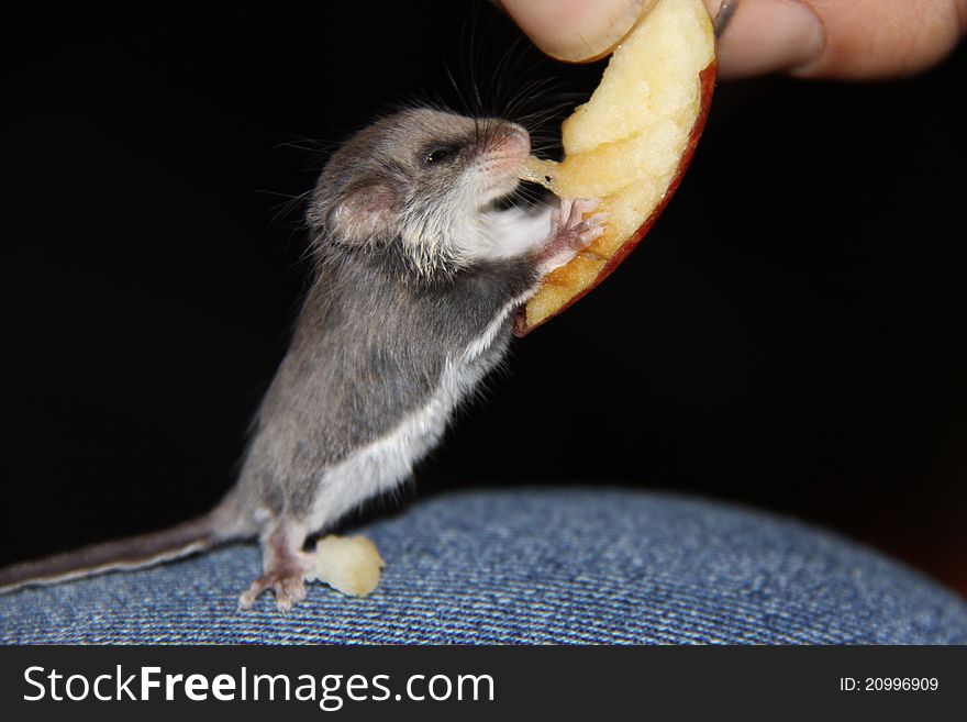 Australian feather tailed glider, eating a tiny piece of apple held by a human hand. Australian feather tailed glider, eating a tiny piece of apple held by a human hand.