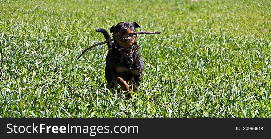 Rottweiler dog running through the green grass with stick in its mouth. Rottweiler dog running through the green grass with stick in its mouth.