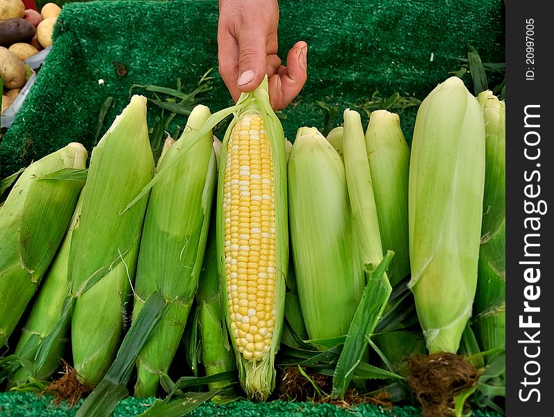 Organic corn at farmers market