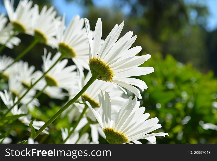 Artful daisies in a picture-perfect display