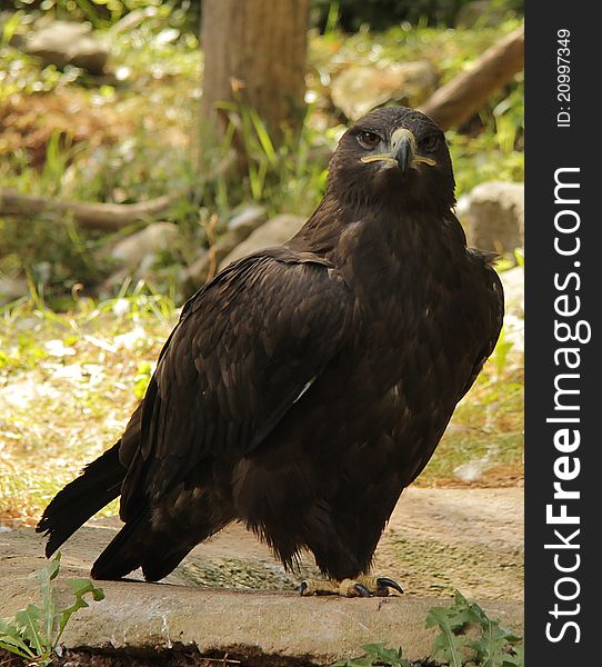 Black eagle is looking in the camera.