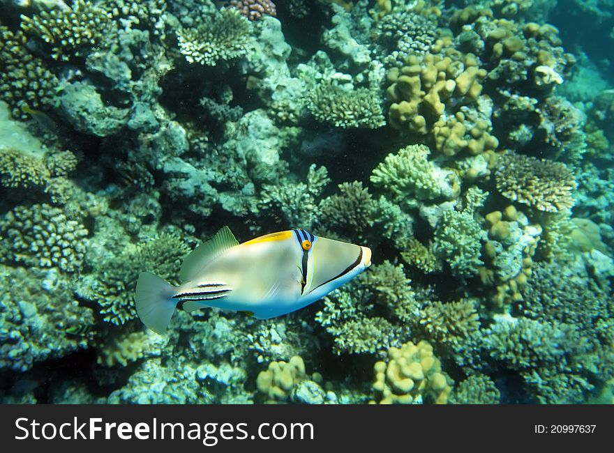 Bluefaced Angelfish (picasso trigger fish) of tropical coral reef