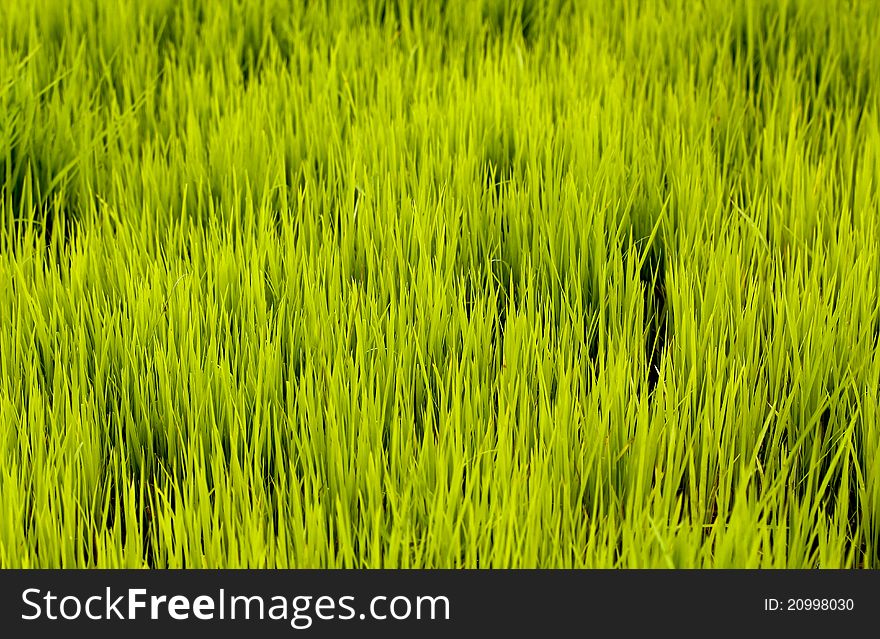 Rice Seedlings