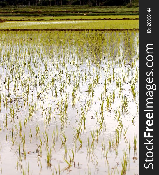 Newly planted rice seedlings in a rural farmland in southern india